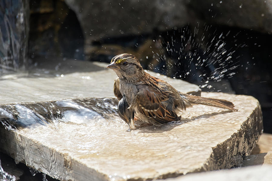 Making a Splash - White-throated Sparrow - Zonotrichia albicolli ...