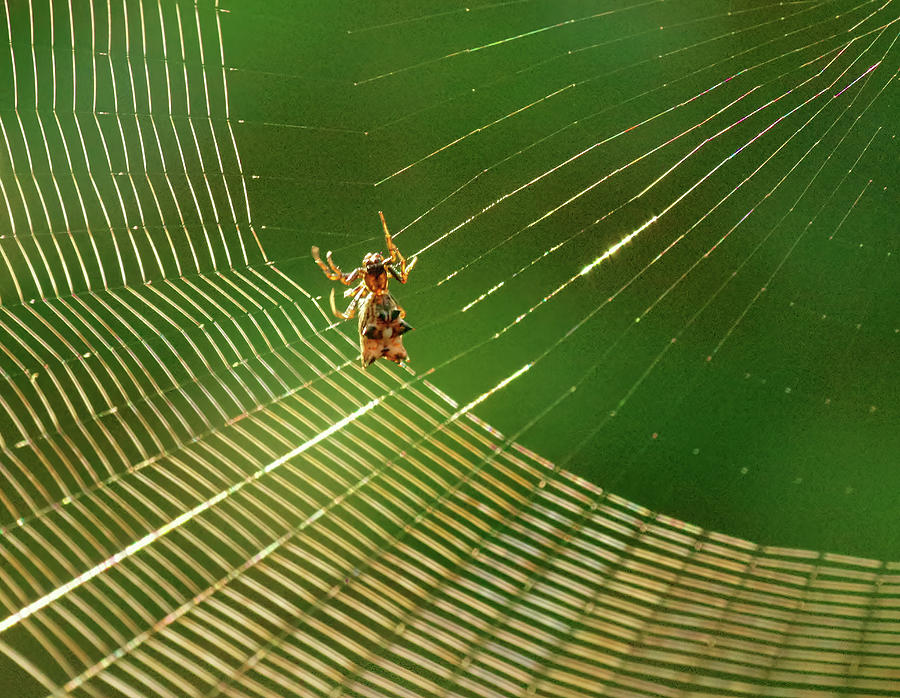 Making the spider web Photograph by Buddy Scott