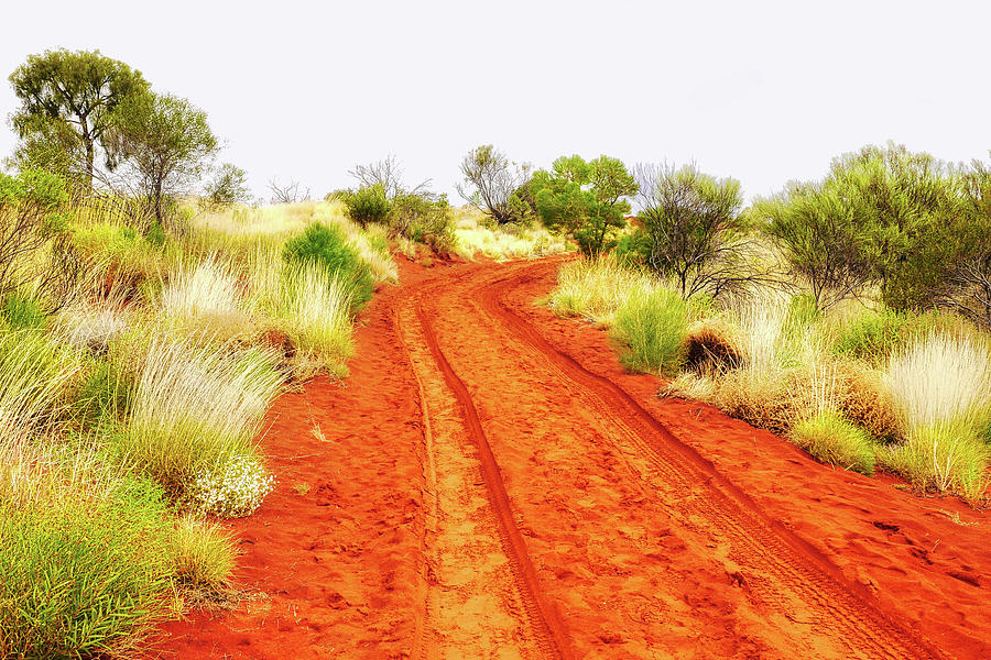Making Tracks in Dunes of Uluru  Photograph by Lexa Harpell