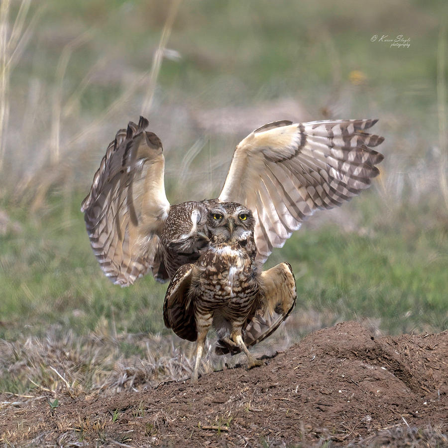 Making Whoopee Burrowing Owls Photograph by Karen Slagle