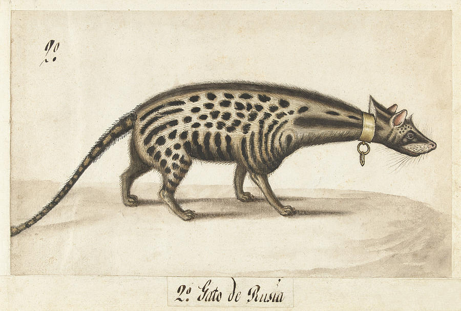 Malabar civet Drawing by Anonymous