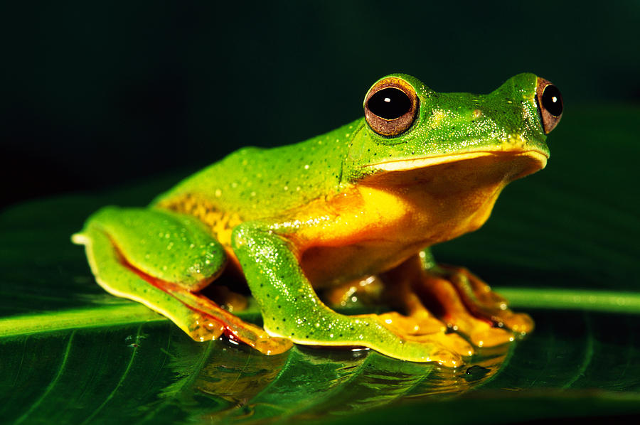 Malabar Gliding Frog Photograph by Kedar Bhide - Pixels