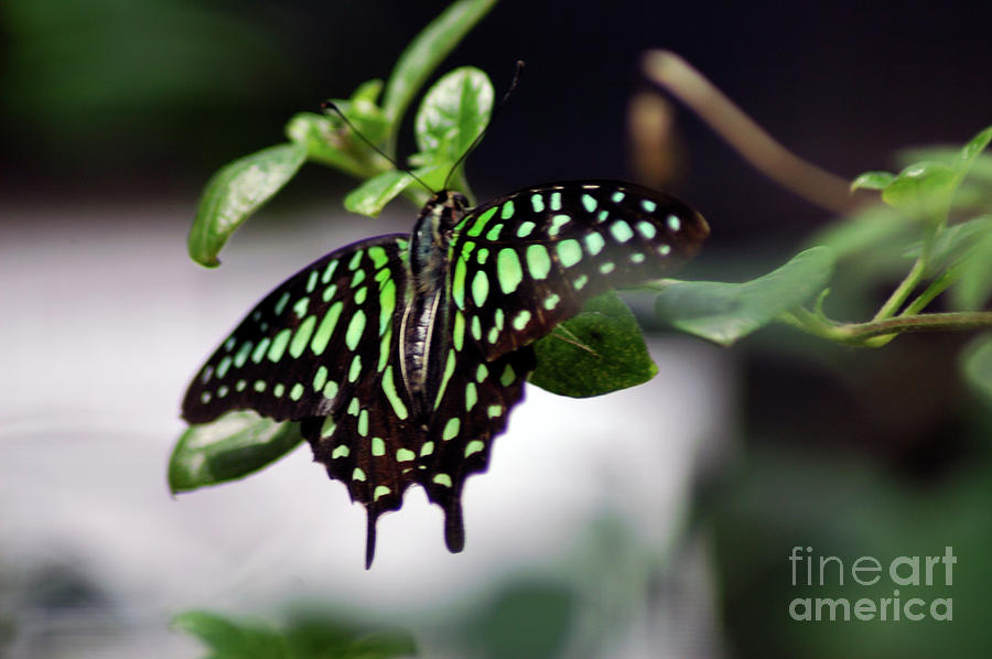 Butterfly Photograph - Malachite Butterfly by Brenda Harle