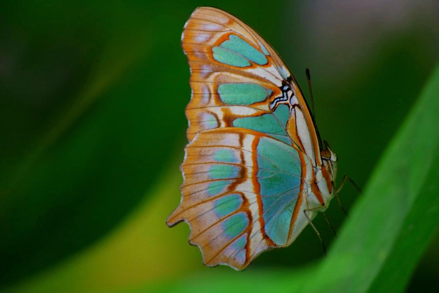 Malachite Butterfly Photograph By Ladonna Mccray - Fine Art America