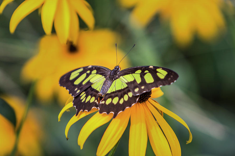 Malachite Butterfly on Rudbeckia Photograph by Patti Deters