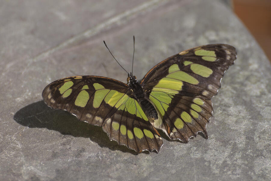 Malachite butterfly Photograph by Pietro Ebner