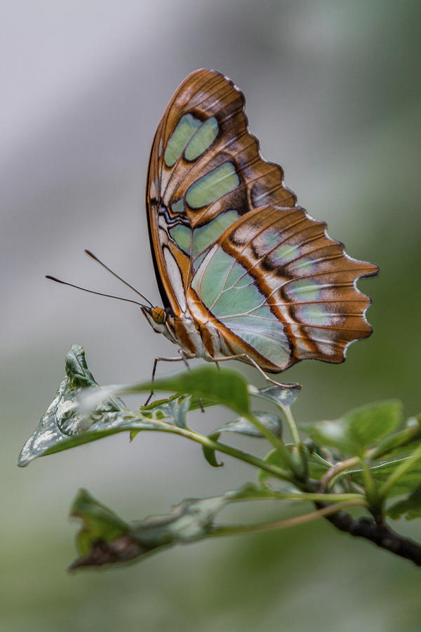 Butterfly Photograph - Malachite Butterfly Profile by Patti Deters