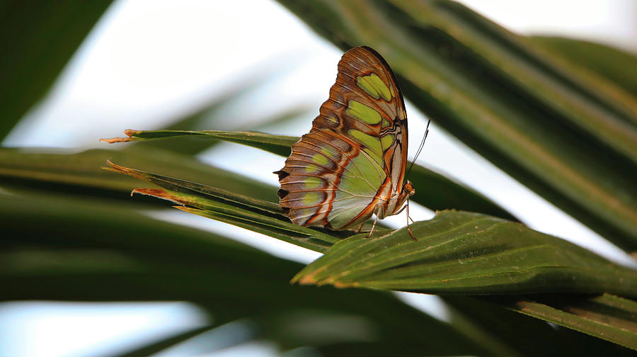 Malachite Butterfly  Photograph by Scott Burd