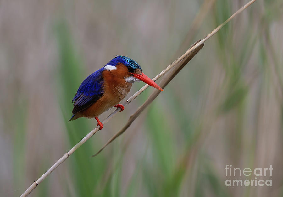 Wildlife Photograph - Malachite Kingfisher by Eva Lechner
