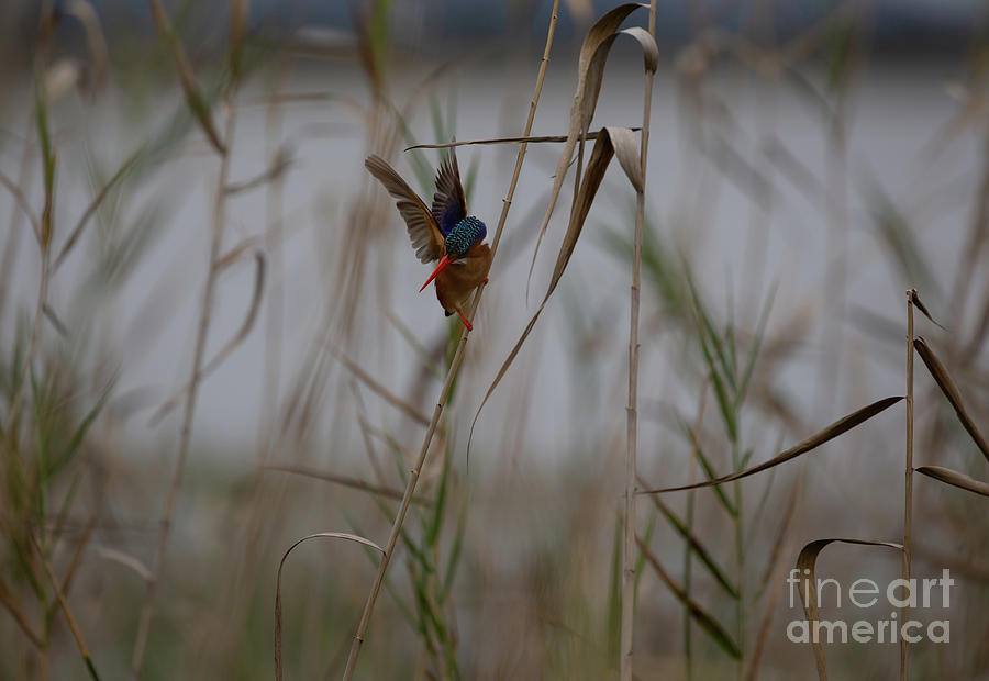 Nature Photograph - Malachite Kingfisher Fishing by Eva Lechner