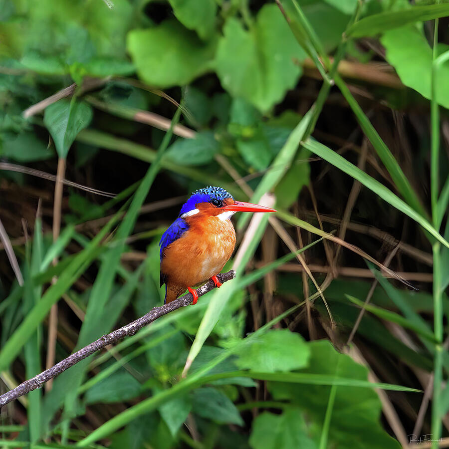 Malachite Kingfisher Photograph by Rick Furmanek