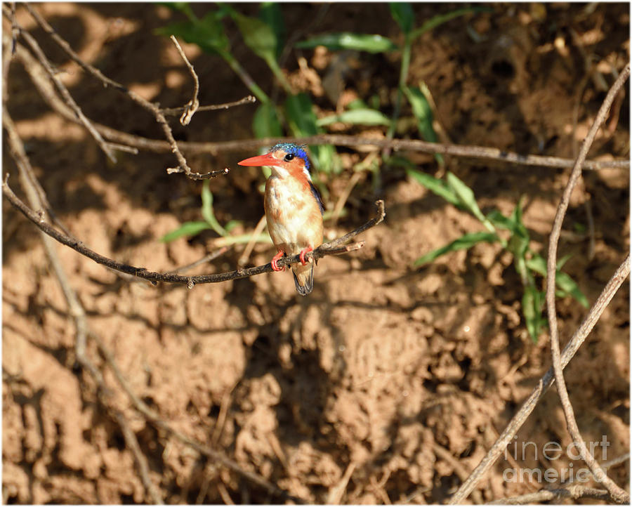 Malachite Kingfisher Photograph by Tom Wurl