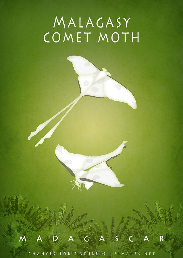 Malagasy comet moth Digital Art by Moira Risen Prints Malagasy comet moth Digital Art by Moira Risen Prints
