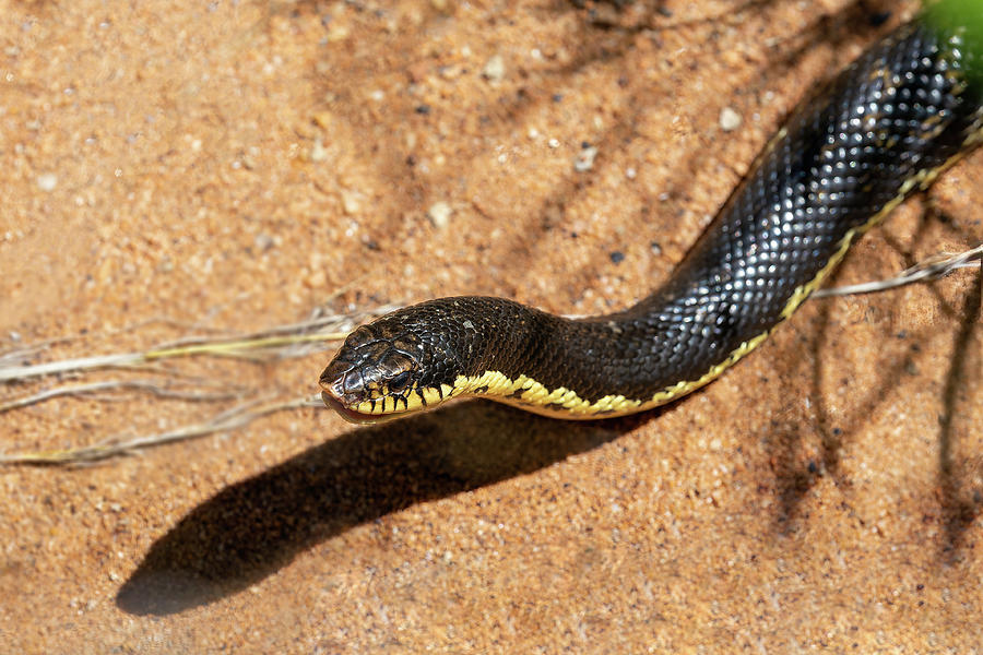 Malagasy Giant Hognose Leioheterodon madagascariensis, Zombitse ...