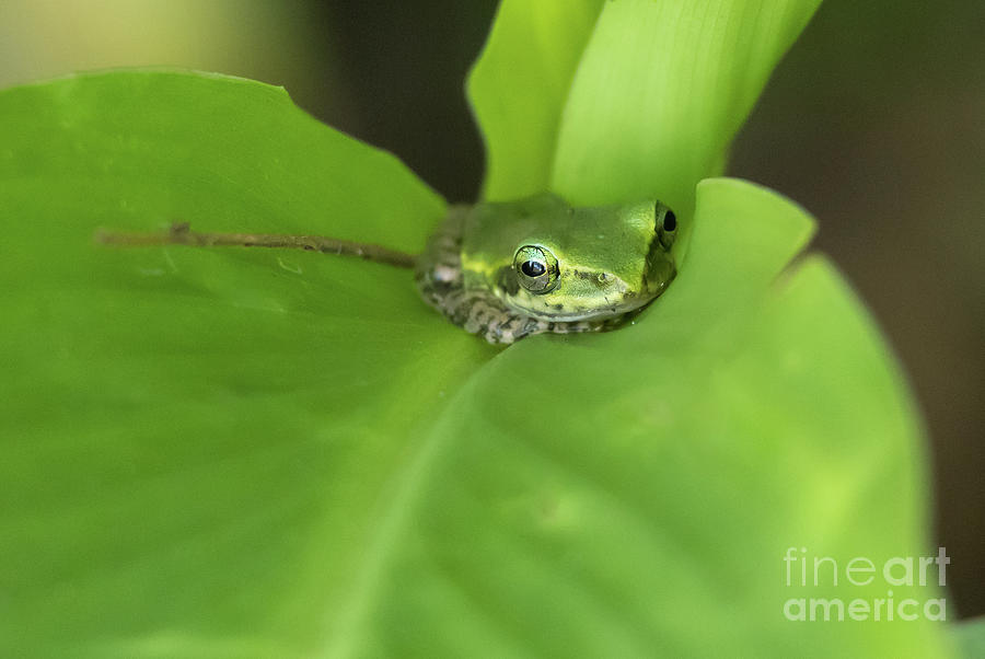 Wildlife Photograph - Malagasy Reed Frog by Eva Lechner