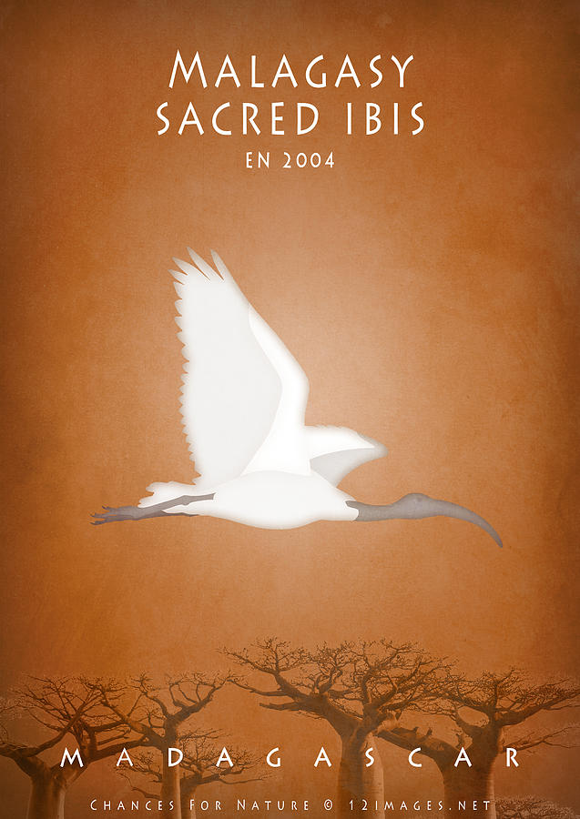 Malagasy sacred ibis Digital Art by Moira Risen