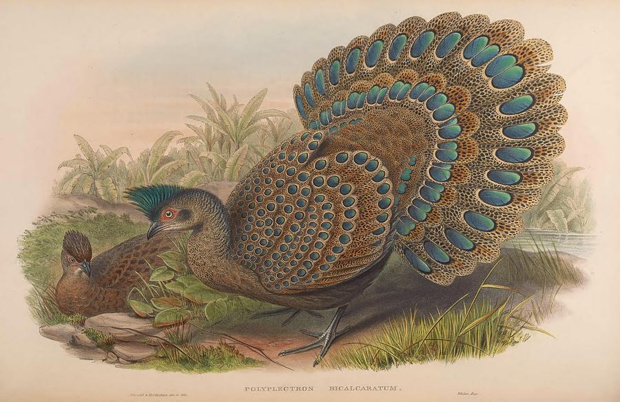 Malayan Peacock Pheasant Mixed Media by World Art Collective