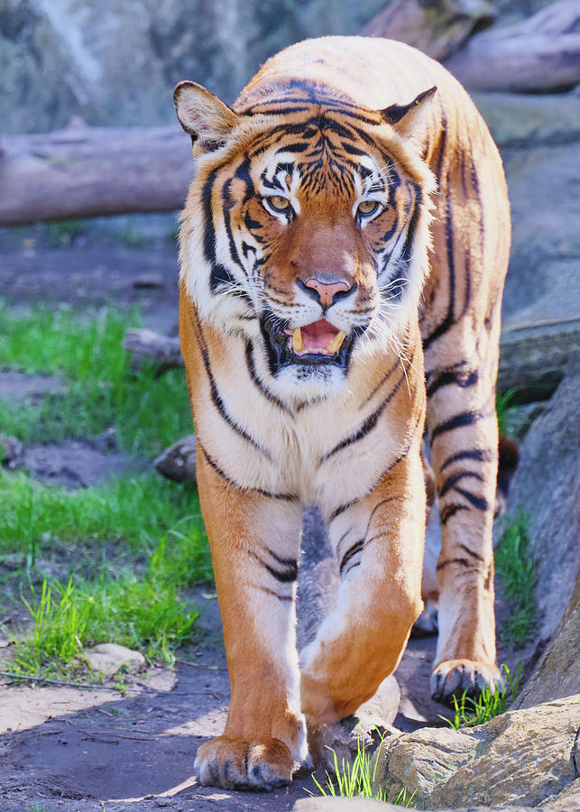 Malayan Tiger Fort Worth V4 011620 Photograph by Rospotte Photography ...