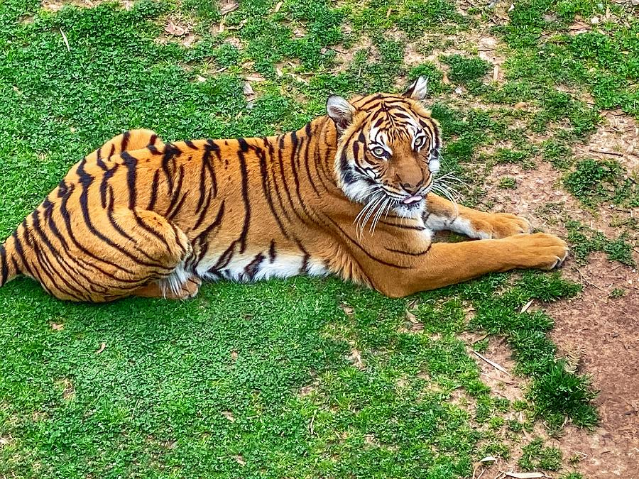 Malayan Tiger  Photograph by Michael Dean Shelton