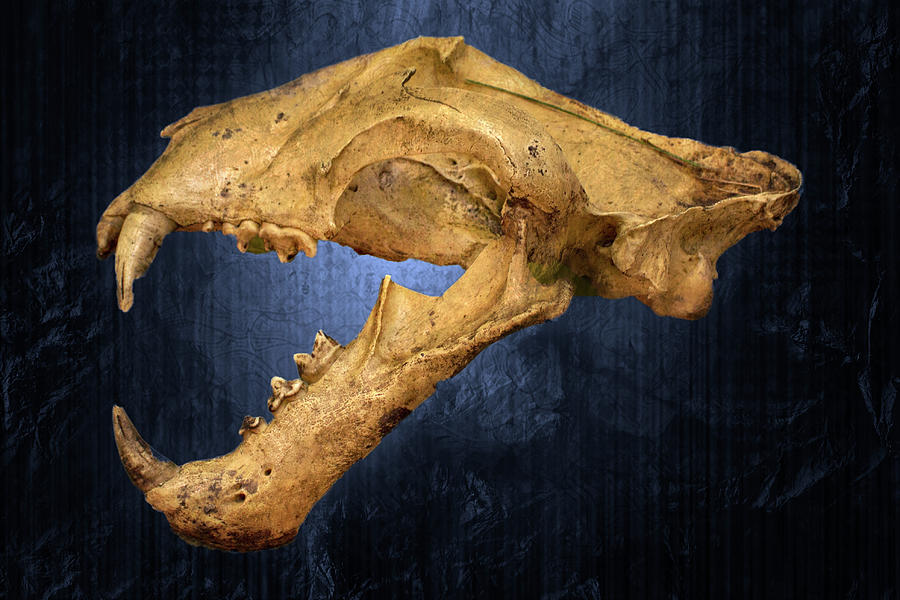 Malayan Tiger Skull Blue Background Photograph by Mark Andrew Thomas