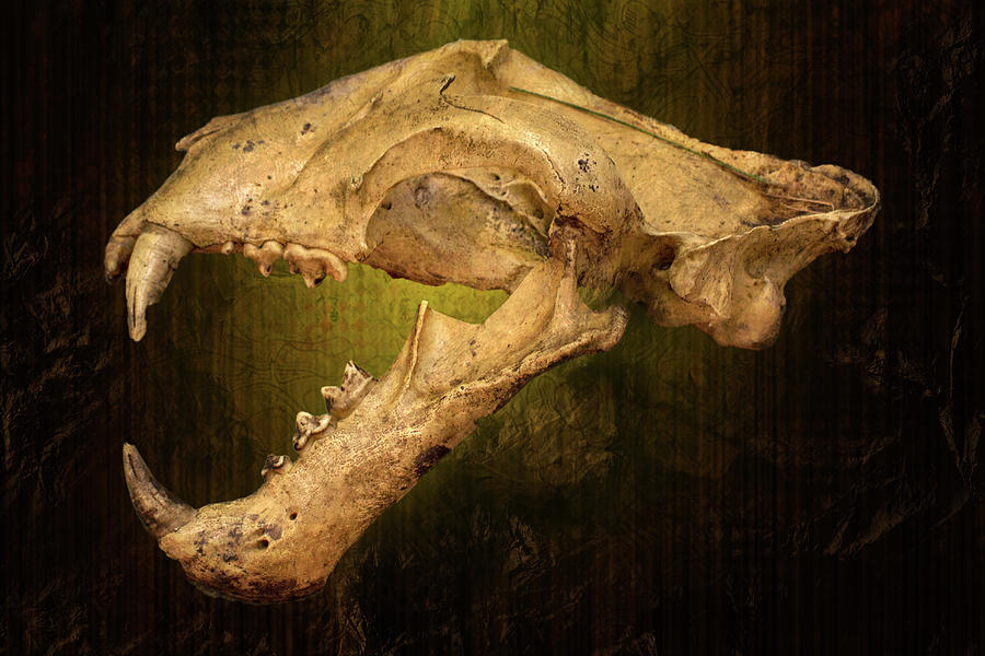 Malayan Tiger Skull Photograph by Mark Andrew Thomas