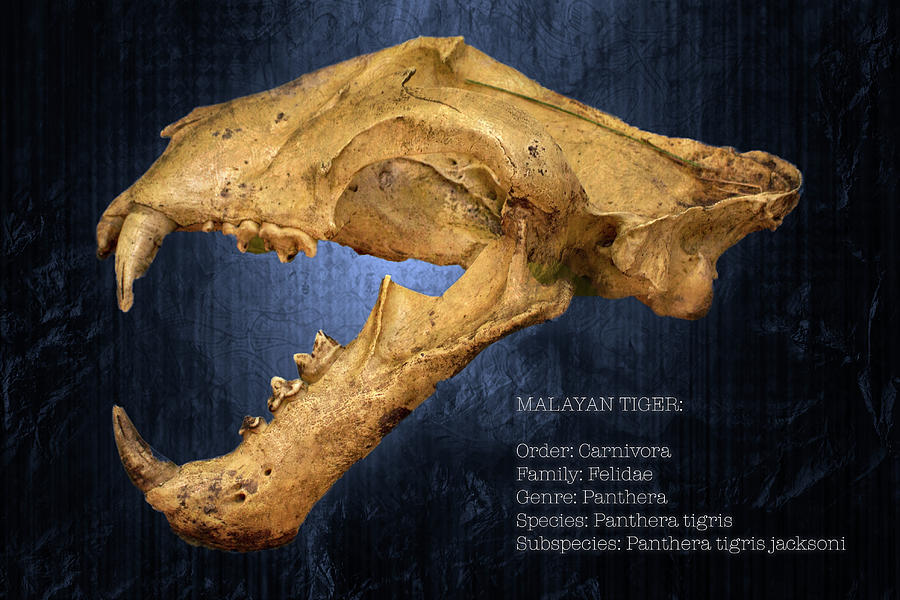 Malayan Tiger Skull Poster With Text Photograph by Mark Andrew Thomas
