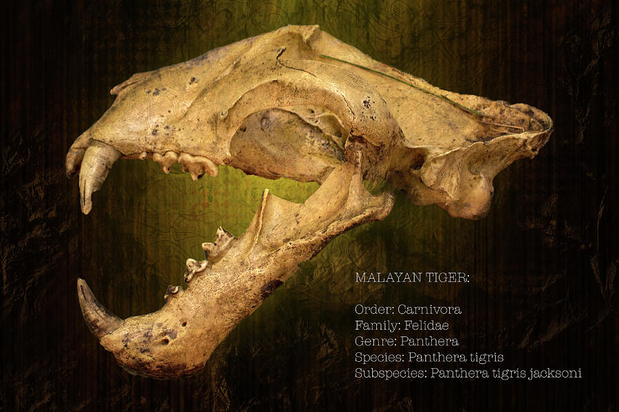Malayan Tiger Skull With Text Photograph by Mark Andrew Thomas