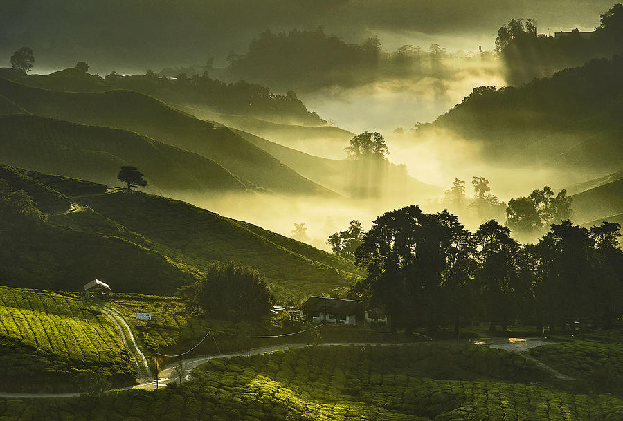 Malaysia, Cameron Highland, Elevated view of tea plantations with mist and morning sunlight Photograph by Yapy Malaysia, Cameron Highland, Elevated view of tea plantations with mist and morning sunlight Photograph by Yapy