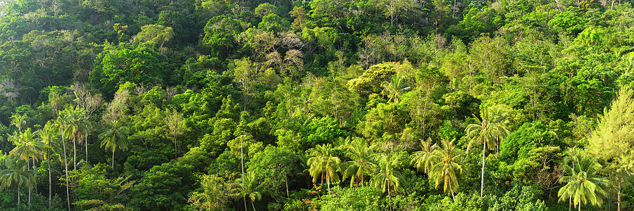 Malaysian jungle Photograph by Sonny Ryse