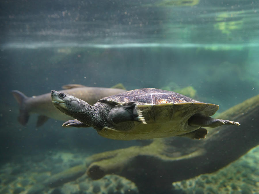 Malaysian pond turtle Photograph by Tim Fitzharris - Fine Art America