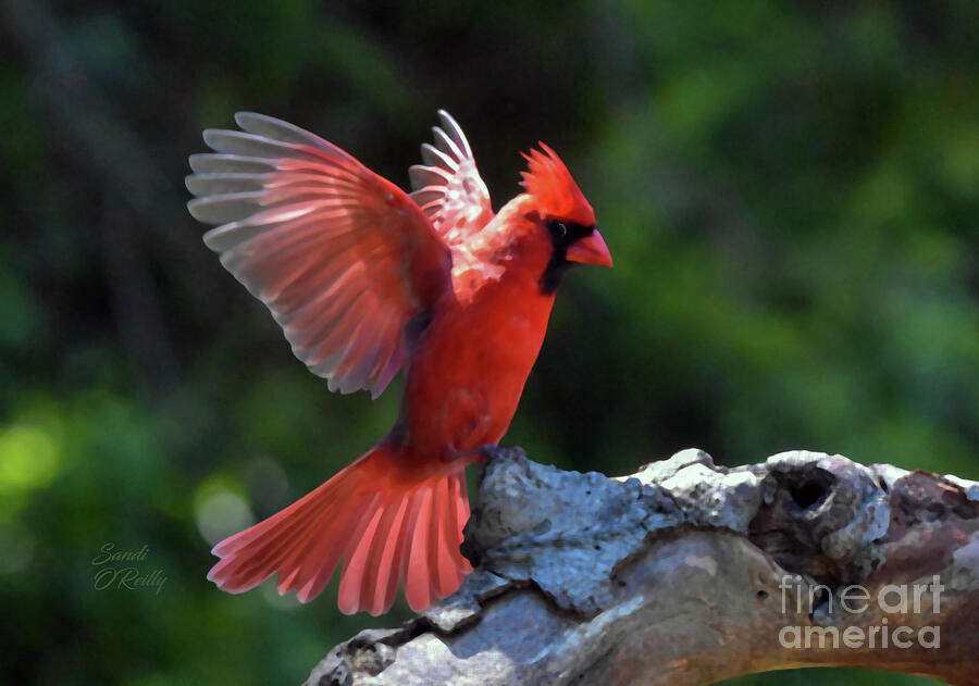 Male Cardinal Landing On Maple Tree Mixed Media by Sandi OReilly