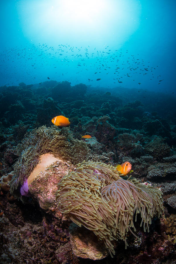 Maldive anemonefish on sea anemone Photograph by Sirachai Arunrugstichai