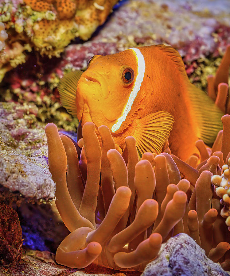 Maldives Clown Fish is Anemone Photograph by Jerry Fornarotto