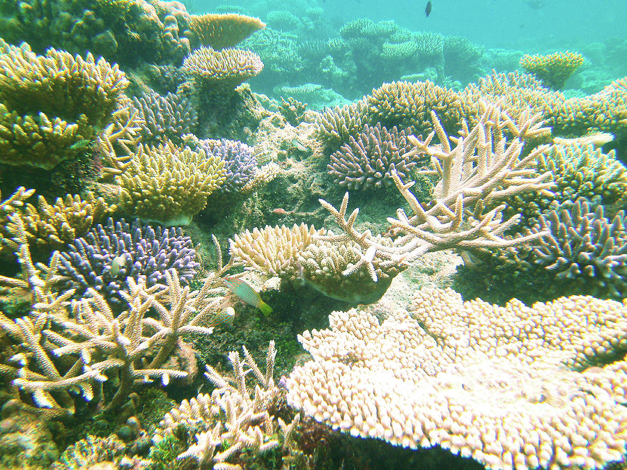 Maldives Coral Reef 001 Photograph