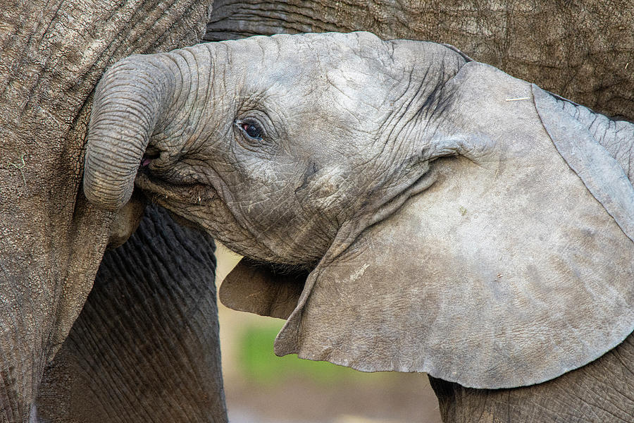 Male African Elephant calf Nusu Photograph by Gareth Parkes