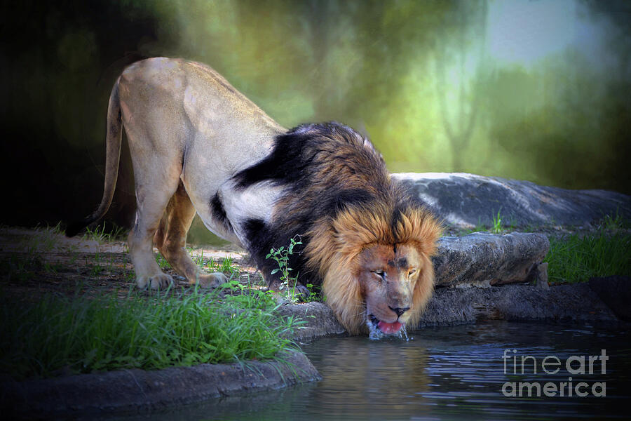 Wildlife Photograph - Male African Lion Drinking  by Savannah Gibbs