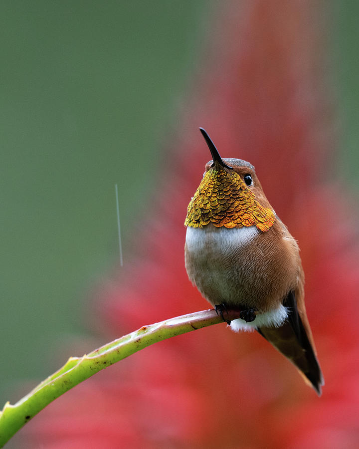 Male Allen's Hummingbird displays its Gorget Photograph by Robert ...