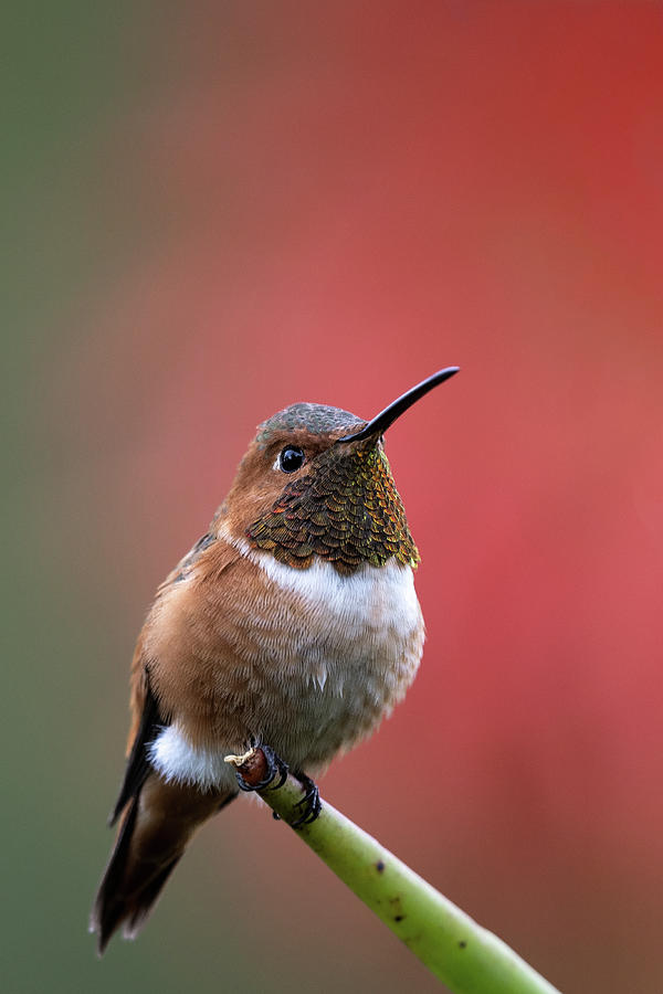 Male Allen's Hummingbird Perched on Aloe Photograph by Robert Goodell ...