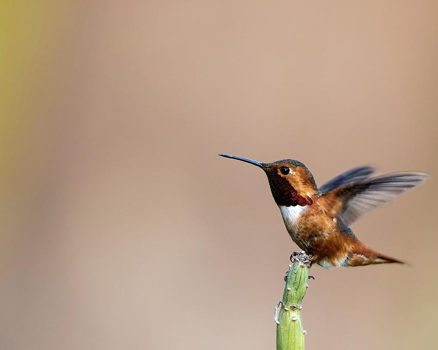 Male Allen's Hummingbird Portrait Photograph by Robert Goodell | Pixels