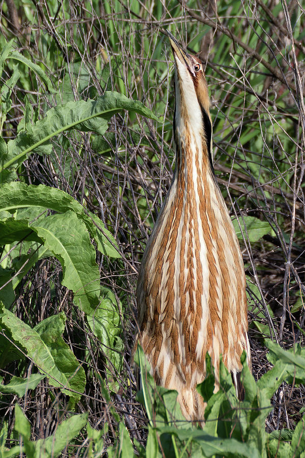 Male American Bittern in the Wetlands  Photograph by Kathleen Bishop