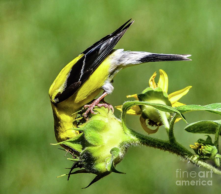 goldfinch eating sunflower seeds