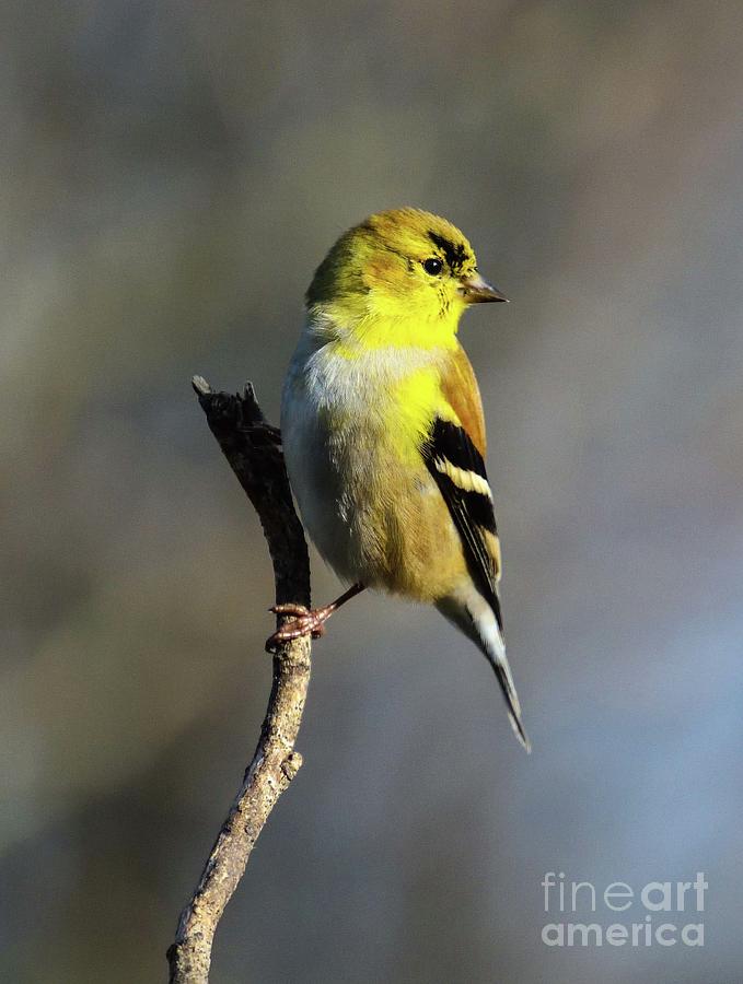 Male American Goldfinch February Coloring Photograph