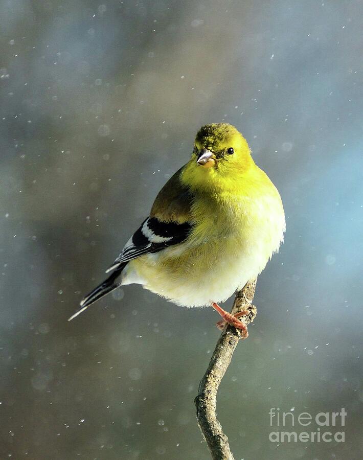 Male American Goldfinch Getting His Black Cap Photograph