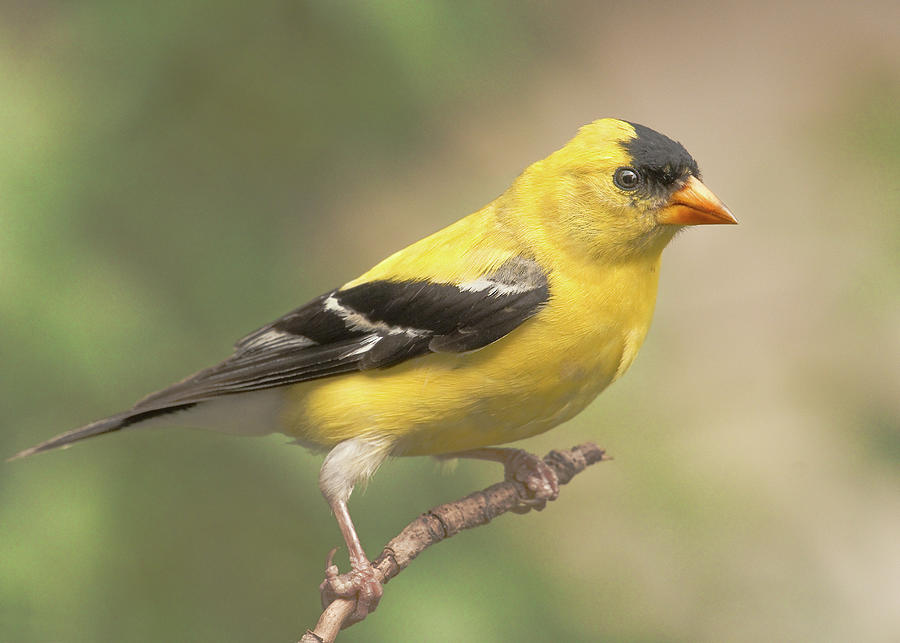 Male American Goldfinch Photograph by Jim Hughes