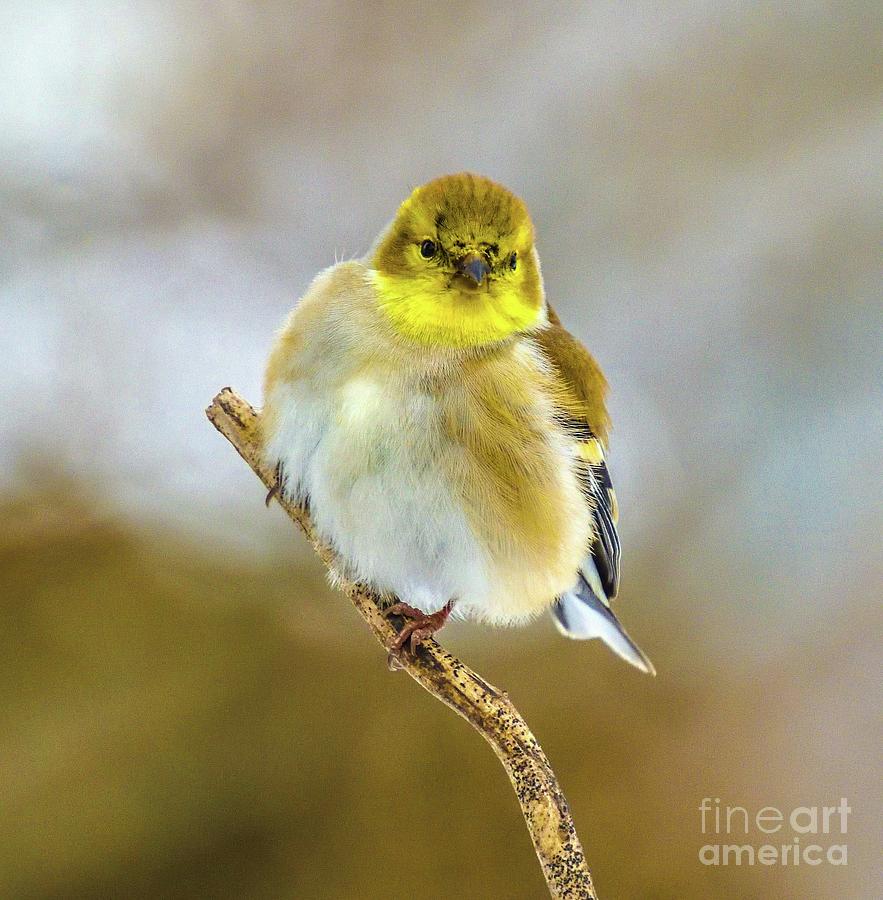 Male American Goldfinch Looks Like A Ball Of Fluff Photograph