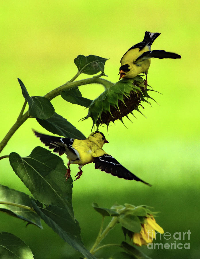 Male American Goldfinch Not Willing To Share Photograph