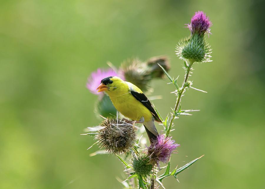 Male American Goldfinch on Thistle Photograph by Marlin and Laura Hum ...