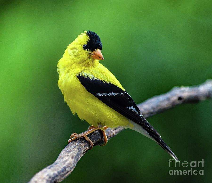 Male American Goldfinch With Backward Glance Photograph