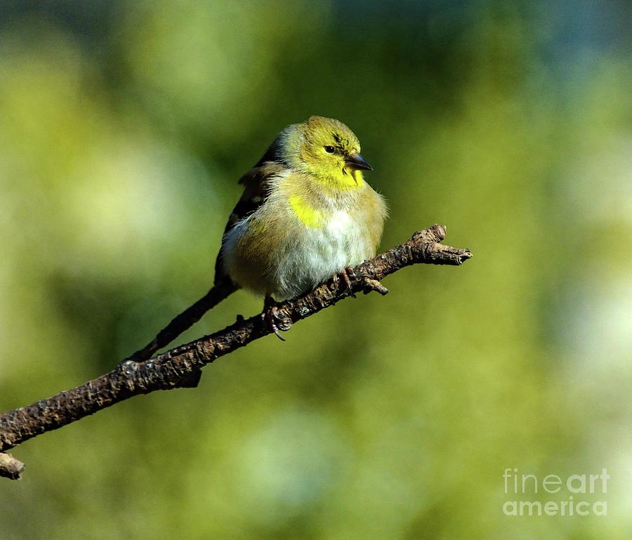 Insects Photograph - Male American Goldfinch with Dreamy Look by Cindy Treger