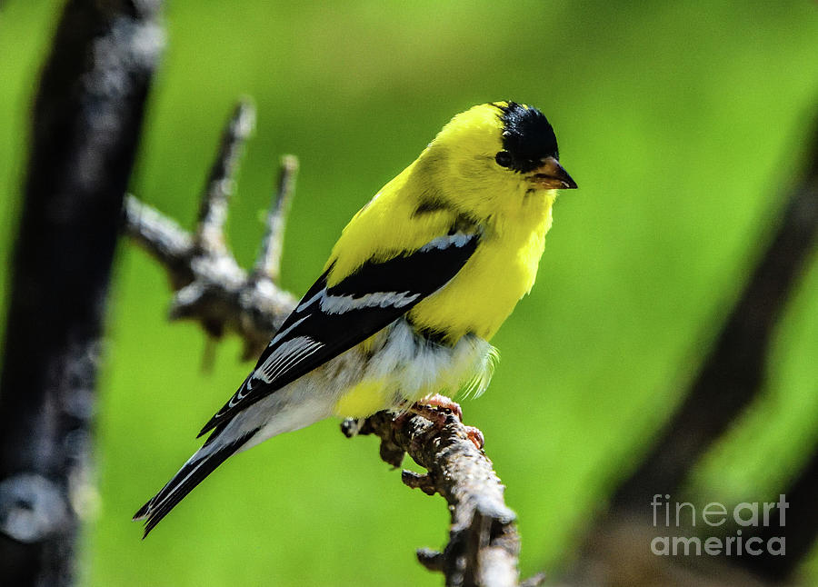 Male American Goldfinch With Fluffy Feathers Photograph